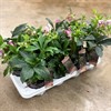 HELLEBORUS 12 CM EARLY PINK 1X8